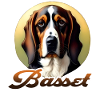 Basset hound