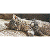 Tigrou the little cat