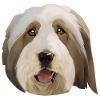 Bearded Collie