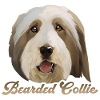 Bearded Collie