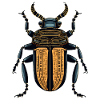Egyptian beetle