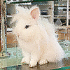Un lapin adorable