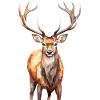 Hirsch