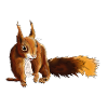 Eichhörnchen 5