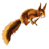 Squirrel 1