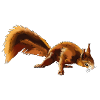 Squirrel 4