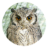 The majestic owl