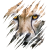 Gepard, klösmärken, klor, vild, stor katt, djur