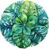 Monstera Mandala