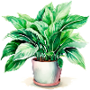 Aquarelles de plantes d’intérieur