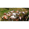 Flamingos