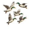 Flyvende gråænder Duck Farm Dyr Duck Birds Lover