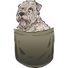 Irish Soft Coated Wheaten Terrier