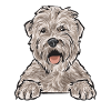 Terrier irlandais à enrobage doux