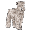 Terrier irlandais à enrobage doux