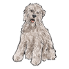 Irish Soft Coated Wheaten Terrier