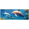 Dolphins