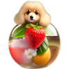 Cute dog with a strawberry