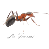 la fourmi