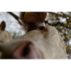 Vache fisheye