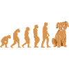 Caniche Evolution