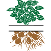 Potato plant green brown