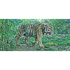 The sublime tiger