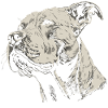 American Staffordshire Terrier