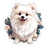 weiß Pommerscher Hund