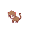 Nasenbär