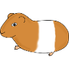 Guinea pig