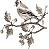 Vogel