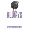 Perlhühner Perlhuhn Guinea Fowl