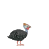 Perlhühner Perlhuhn Pintade