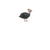 Perlhühner Perlhuhn Guinea Fowl