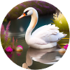 Swan