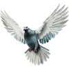 Dove of Peace