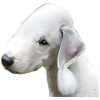 Bedlington terrier