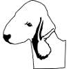 Bedlington Terrier