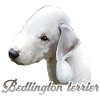 Bedlington terrier