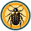 bark beetle