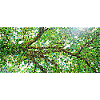 Les branches gracieuses d'un arbre