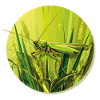 Grasshopper