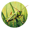 Grasshopper