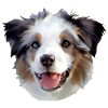 Miniature American Shepherd