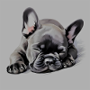 French Bulldog puppy black