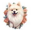 zwergspitz pomeranian hund