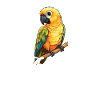 Sun Conure, parrot Conure