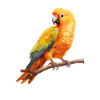 Sun Conure, parrot Conure