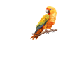 Sun Conure, parrot Conure
